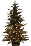 Serbian Spruce Christmas Tree